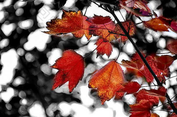 英国斯塔福德郡特伦特郡斯托克附近秋天颜色的林地中有红色枫叶的树枝。背光，波基，颜色飞溅，分色。
