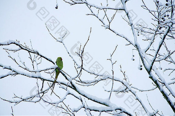 长尾小鹦鹉坐着分支树雪景观拜伦公园哈罗公学区伦敦