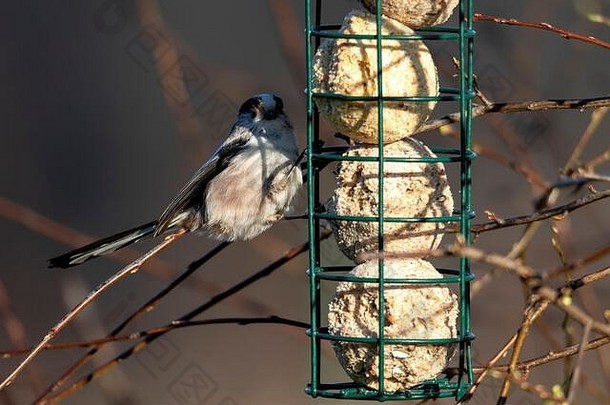 挂在喂食处的尾山雀的肖像。食物放在鸟食器里，鸟用爪子抓住食物。它也被称为