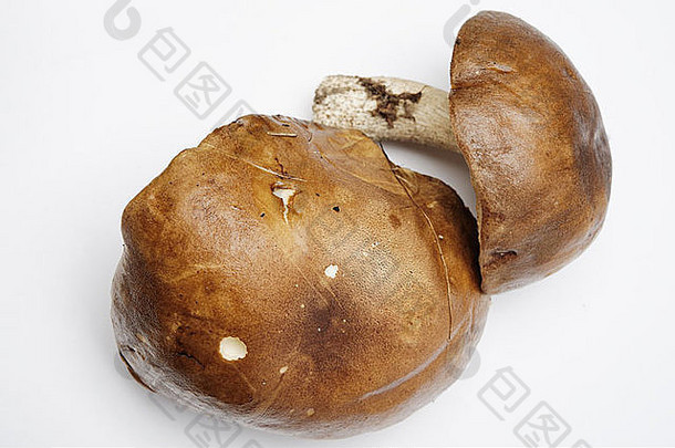 浅色背景的食用蘑菇