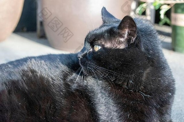 一只黑猫懒洋洋地躺在加利福尼亚州马林县的阳光下。
