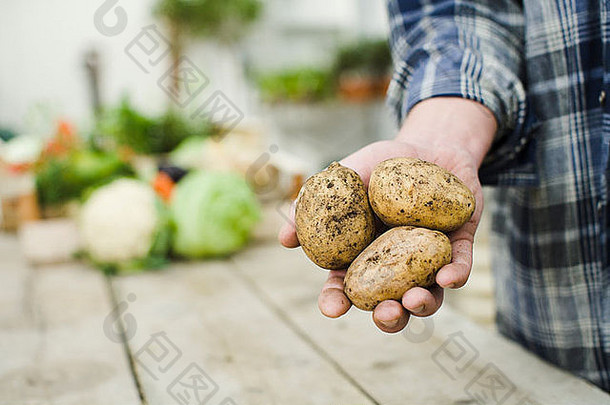 农民显示生态土豆