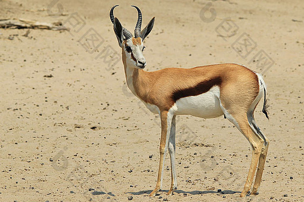 跳羚-来自非洲的野生动物背景-精彩的生活和色彩