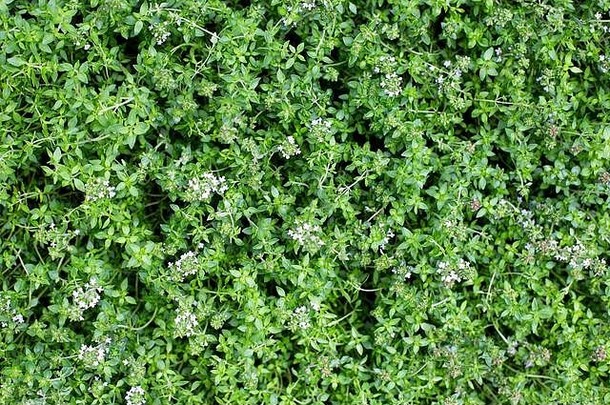 百里香植物背景绿色百里香叶子模式Herbal背景