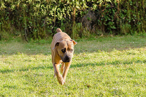 一只年轻漂亮的灰色中型藤条科索狗，耳朵未修剪，在草地上行走。意大利獒是一种强壮的动物