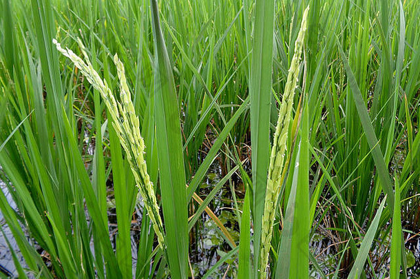 泰国Nakhon Ratchasima省绿色稻田中的成熟水稻