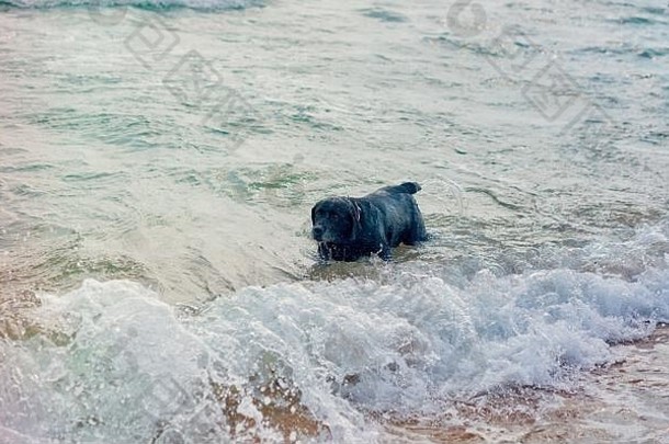黑色的狗游泳海