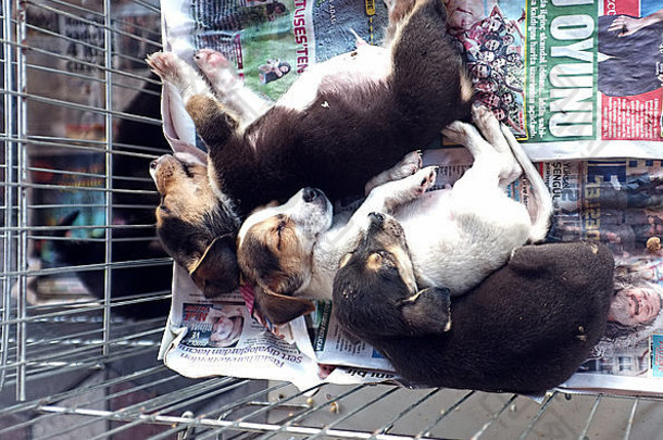 3只小狗睡在一个小笼子里