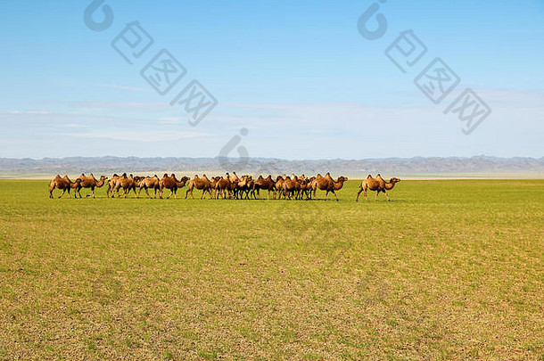夏季，一群野生骆驼漫步在<strong>戈壁沙漠</strong>无边无际的平原上（<strong>戈壁沙漠</strong>，蒙古，亚洲）