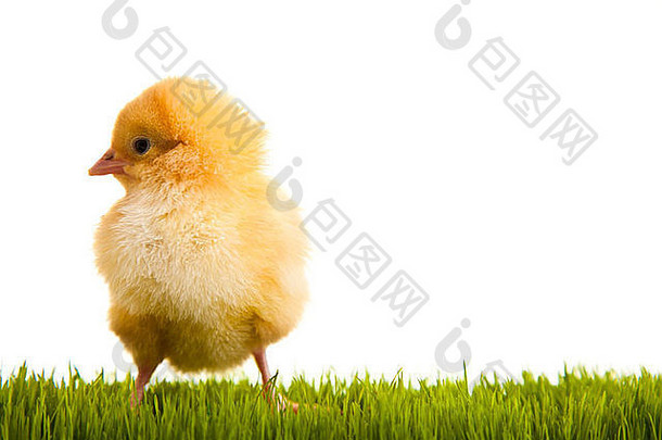 白色隔离背景下绿色草地上的复活节彩蛋和鸡