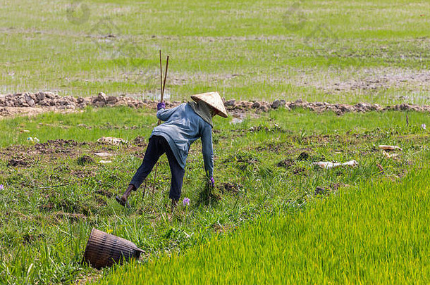 在稻田里工作的越南人