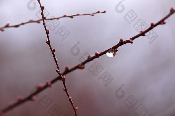自然之春抽象背景：树枝上有芽和雨滴的图案。