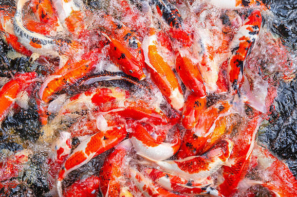 色彩斑斓的日本锦 鲤红色的鲤鱼鱼拥挤的前视图池塘公园