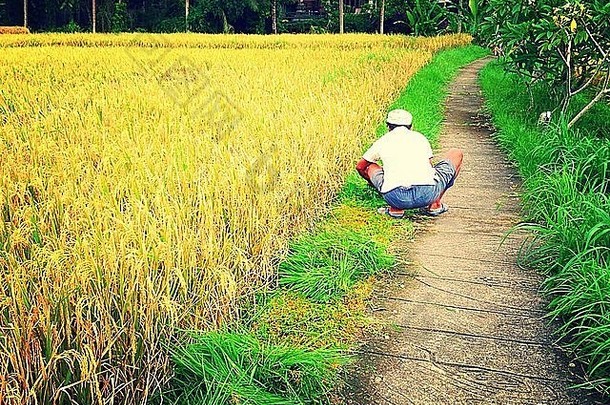 巴厘乌布岛当地老年人用传统方式手工收割水稻