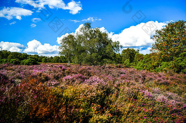 英国最新的萨福克<strong>野生动植物</strong>景观是穿越邓威治森林的最佳场所