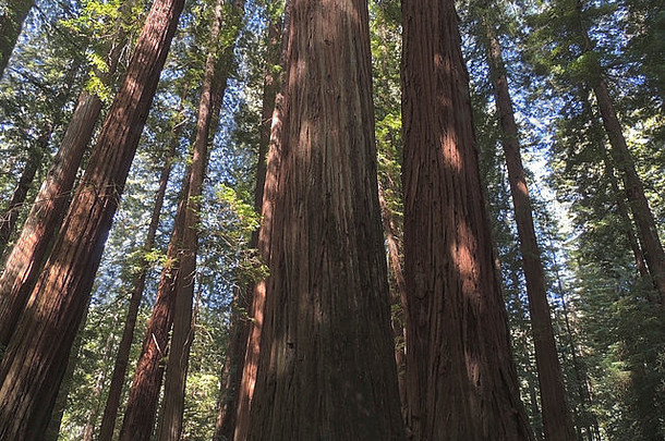 加州太平洋海岸大<strong>草原</strong>溪红杉州立公园的红杉、红杉、巨型红杉。