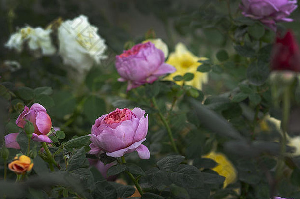 美丽的这次又粉红色的玫瑰花特写镜头白色黄色的春天花园系列马略卡岛西班牙