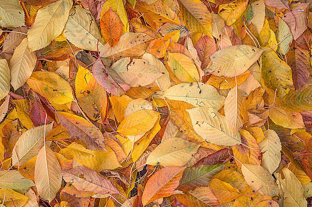 特写镜头视图地毯色彩斑斓的樱桃下降叶子秋天背景