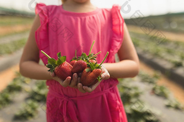 女孩持有新鲜摘草莓手