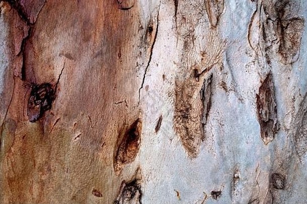 树树皮纹理身体树