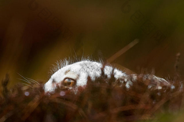 一只穿着白色冬衣的野兔蹲在山顶区高沼地的灌木丛中。