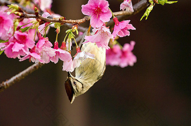 台湾yuhina吸引蜂蜜粉红色的樱桃花朵树森林yuhina肱二头肌