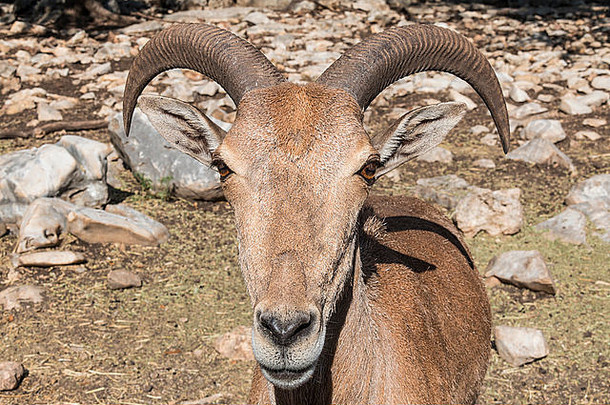 巴巴莉羊鬣羊自然桥野生动物牧场