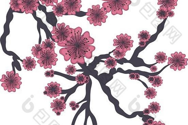 白色背景上粉红色日本樱桃树的树枝