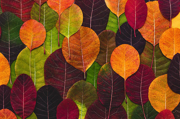 由秋天的落叶构成的色彩鲜艳的背景。平铺。