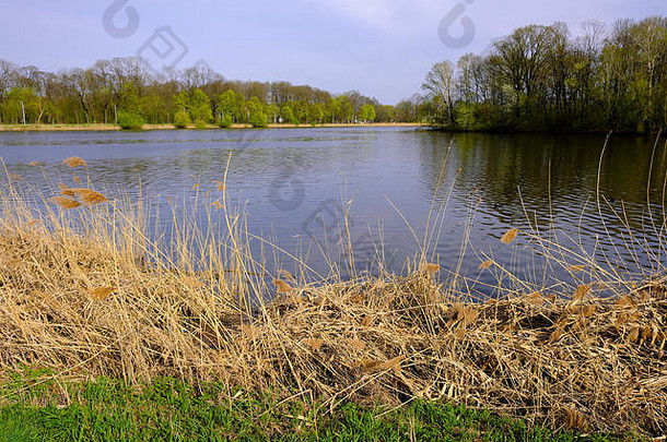 湿地湖泊已经景观野生鸟储备中央mazovia地区波兰附近华沙早期春天嵌套海
