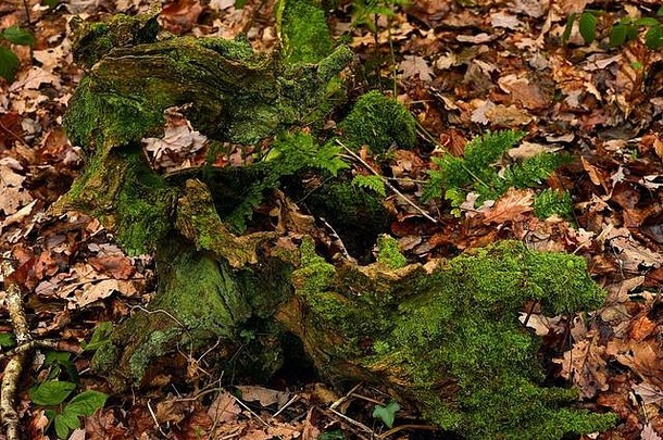 欧洲，英格兰，萨里森林地面上覆盖着苔藓的秋叶原木