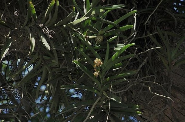 肯尼亚夸尔区Ukunda清真寺附近一棵大树上开花的厚荚金合欢