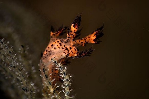 裸鳃亚目动物石斛属雷吉乌斯水下宏摄影阿尼劳菲律宾