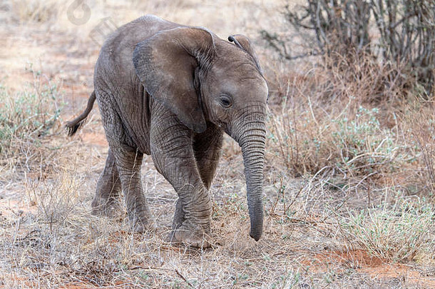 非洲婴儿布什大象loxodanta非洲肯尼亚