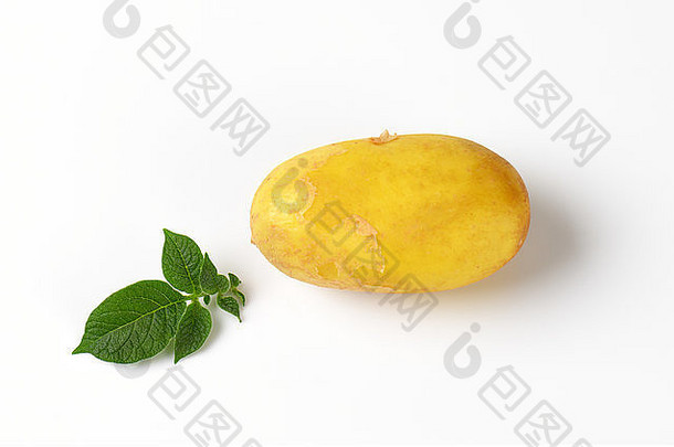 白色背景上有叶子的单个小土豆