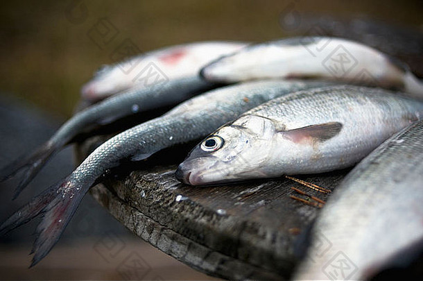 新鲜的白<strong>鱼</strong>刚刚从芬兰北部寒冷的海洋中捕获。大多数都是用来<strong>做鱼</strong>子酱的。