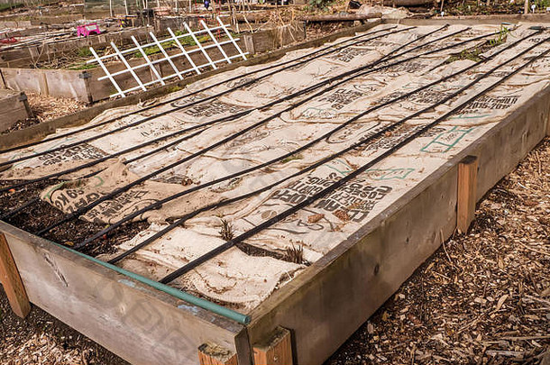 在华盛顿州的伊萨卡赫，用粗麻布覆盖的高床蔬菜园，以防止雨水在冬季冲走土壤中的养分