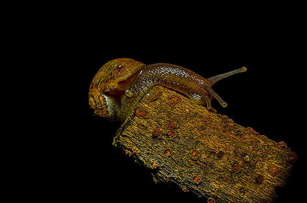 深绿色蜗牛伪装坐在黑色背景木质物体的边缘