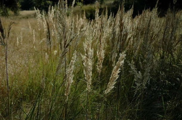 保加利亚普莱纳山的草本植物