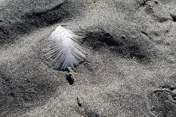 不列颠哥伦比亚省Qualicum海滩沙滩上孤独的针羽