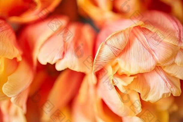 花瓶中美丽的橙色花瓣和红色条纹郁金香的特写镜头。花背景。花卉壁纸。拷贝空间