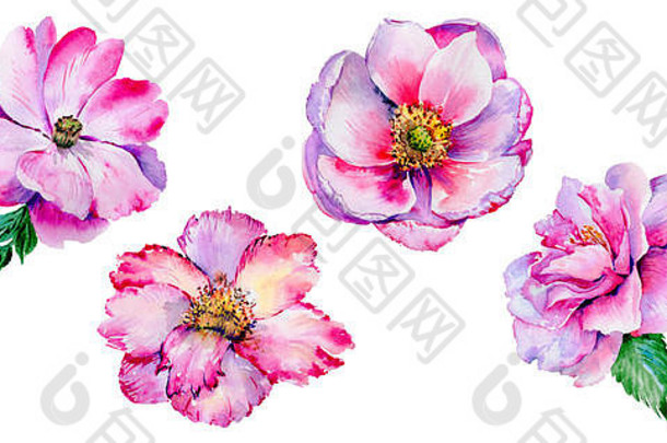 野花茶是一种水彩风格的玫瑰花。