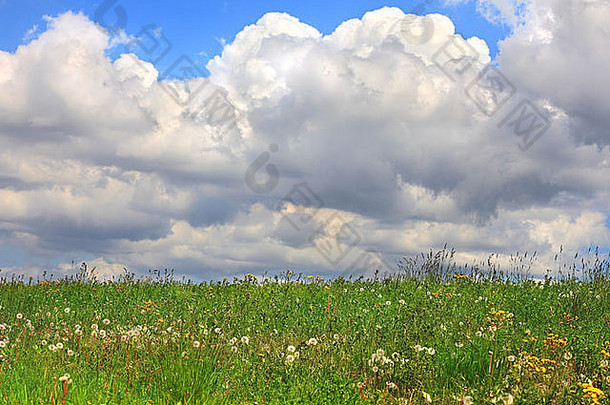 在意大利北部的皮埃蒙特，多云的天空下，蒲公英和野花在绿色的草地上。