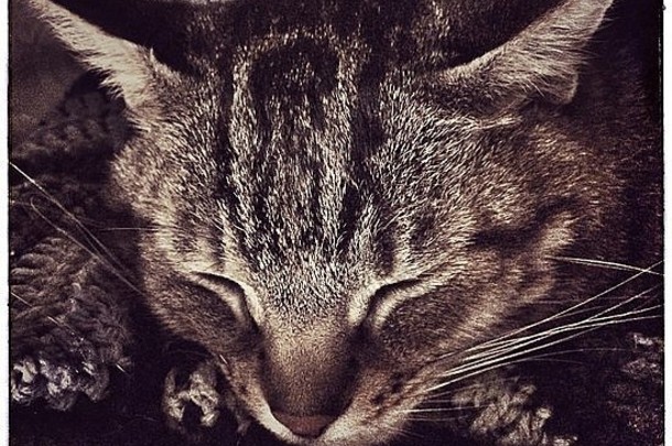 睡猫的画像。
