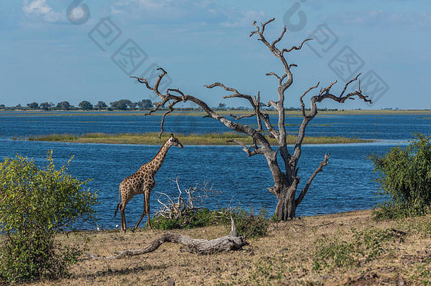 南非长颈鹿在枯树旁行走