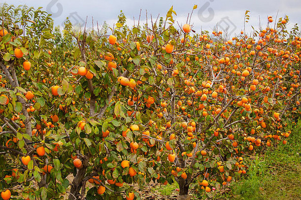 西班牙瓦伦西亚<strong>水果园</strong>的柿子
