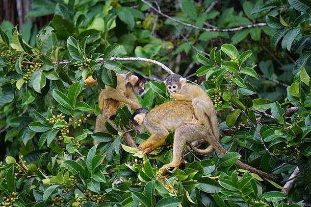 秘鲁马尔多纳多的母猴和幼猴