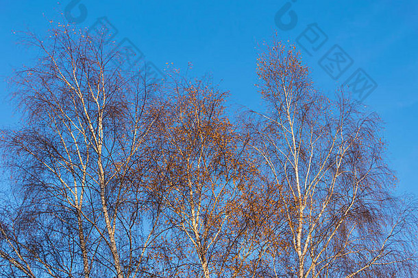 Natura 2000，波兰，Głębowice。2017年11月16日。树在秋天的阳光下。2017年11月16日，波兰金秋的又一个阳光明媚的日子。全色调的树木。天气鼓励人们以积极的方式消磨时间。信贷