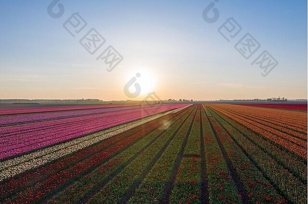 空中视图郁金香种植字段德罗区域春天荷兰