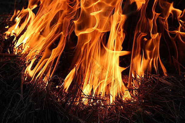 森林中燃烧的火焰体